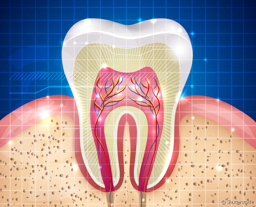Saber como o elemento dentário é formado ajuda a ter mais cuidado e atenção com a saúde bucal. Esmalte, dentina e polpa: você conhece cada parte do seu dente?