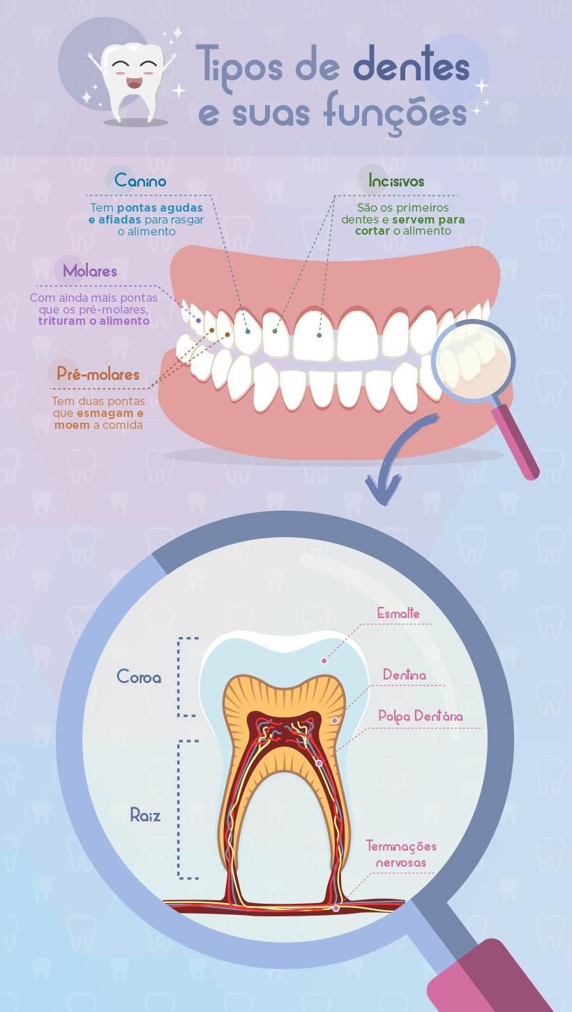 Chega de ouvir falar de polpa dentária e não saber o que é! Descubra a classificação dos dentes, suas funções e de que são compostos
